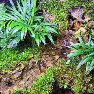 アクアテラリウム水槽　完成品