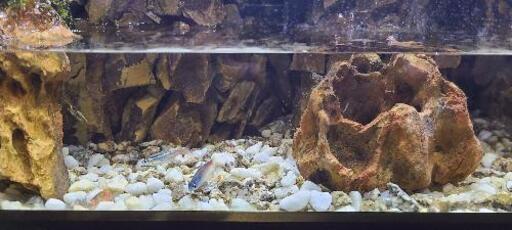 アクアテラリウム水槽 完成品 アクアテラリウム水槽 完成品