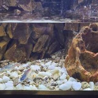 アクアテラリウム水槽　完成品