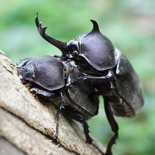 カブトムシ、クワガタ採集