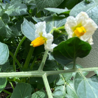 安心して食べられる野菜を作ろう🥬