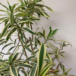 中古ソングオブインディアが無料 格安で買える ジモティー