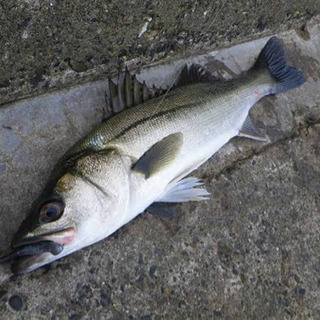 横浜近辺で釣りに一緒に行かれないすか？