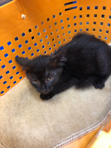 代理投稿 毛足の長い黒猫ちゃん Cha0410 寒河江の猫の里親募集 ジモティー