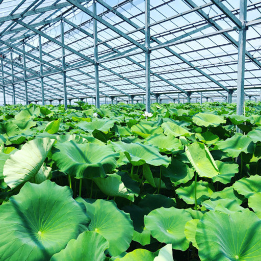 れんこん掘りのお仕事です再募集 Huuko 佐原のその他の無料求人広告 アルバイト バイト募集情報 ジモティー