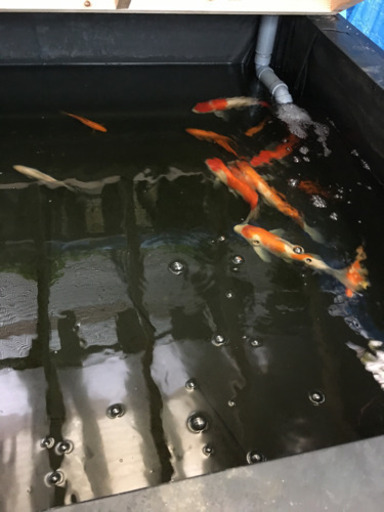 錦鯉　小赤　熱帯魚　魚