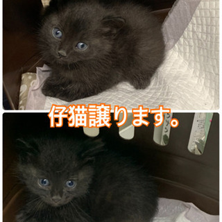 生後3ヶ月くらい　黒猫二匹です