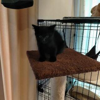 黒猫 メス 1ヶ月半