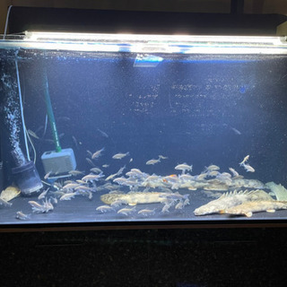1200カンテツ4面ブラック水槽フルセット！