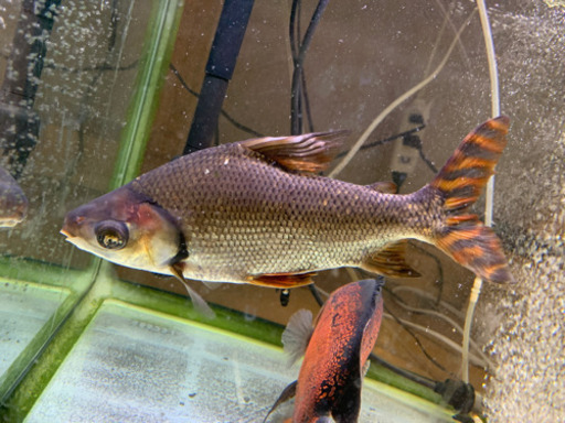 カラプロ 大