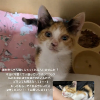 生後2ヶ月ほどの三毛猫メス