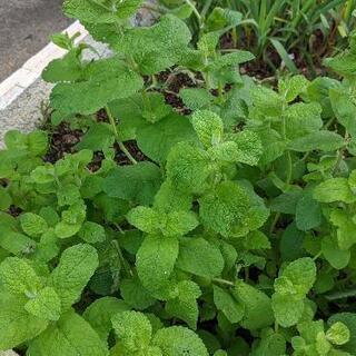 お話し中🌽🌿🌵10本の苗　あと限定５組大きなお野菜の苗など