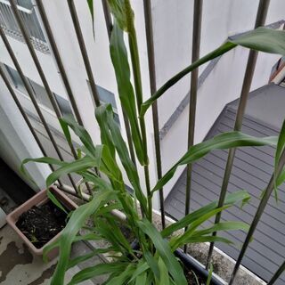 【質問】これってレモングラス？【植物】の画像