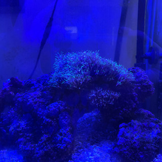 海水魚水槽一式（生態含む）