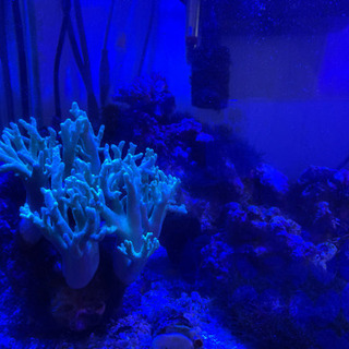 海水魚水槽一式（生態含む）