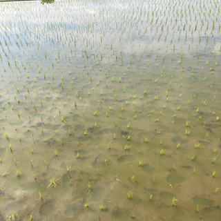 水稲苗の余ってる方いただけませんか？