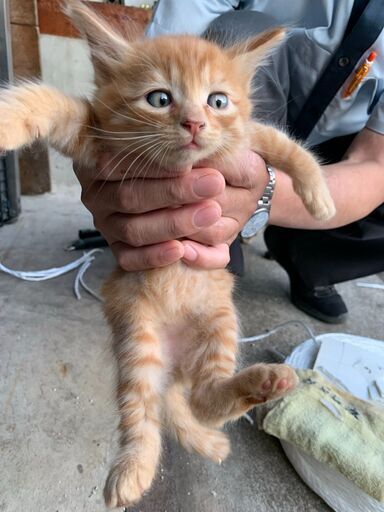 8 優しい性格の上品な毛並みの子猫さん 里親候補様あり じん 弘前の猫の里親募集 ジモティー