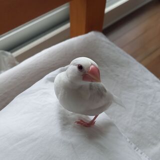 白文鳥（0歳3か月）お譲りします