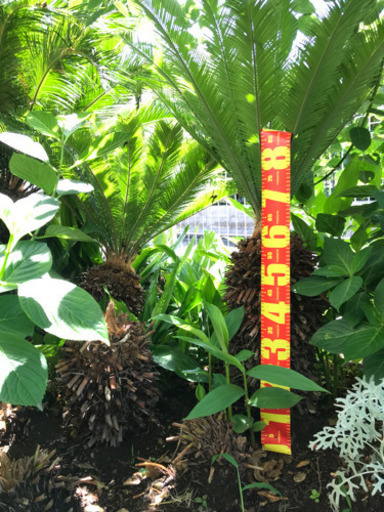 ハワイアンガーデンを作れるソテツ2 セール 