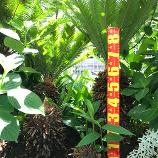 ハワイアンガーデンを作れるソテツ2