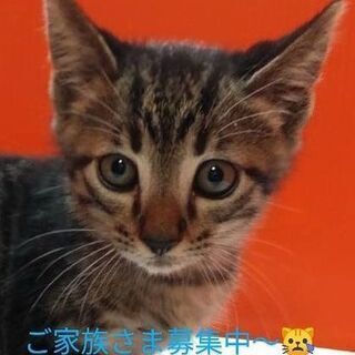 生後60日程度の早期不妊手術済の男の子😻