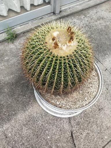 サボテン 金鯱 きんしゃち 30cm (取引先決定済み)