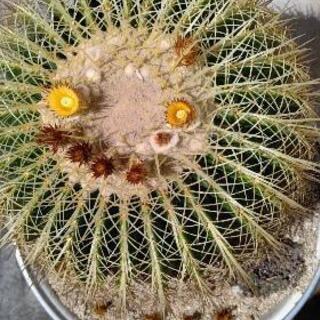 サボテン 金鯱 きんしゃち 30cm (取引先決定済み)