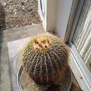 サボテン 金鯱 きんしゃち 30cm (取引先決定済み)