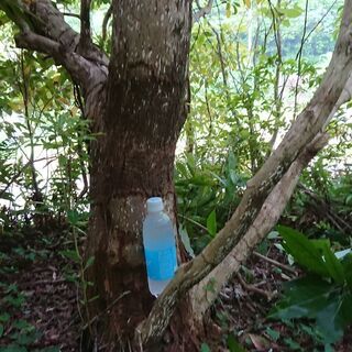 山の木 古木 庭木