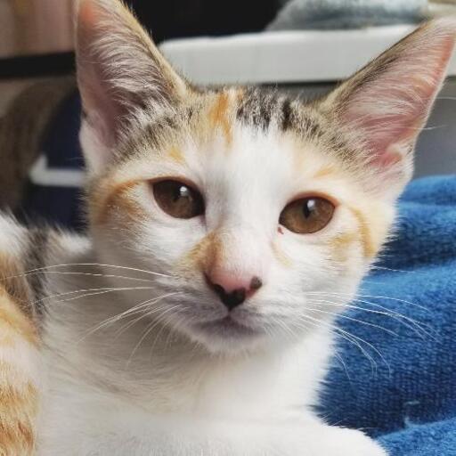 生後2ヶ月のかわいい女の子 ルル 船橋の猫の里親募集 ジモティー