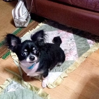 沖縄県の犬の里親募集 ジモティー