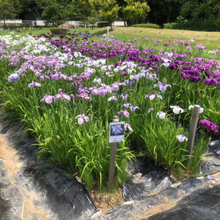 秋田県のポケモンgo メンバー募集 ジモティー