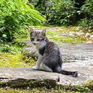 緊急：鯖トラ？子猫の里親募集です！の画像