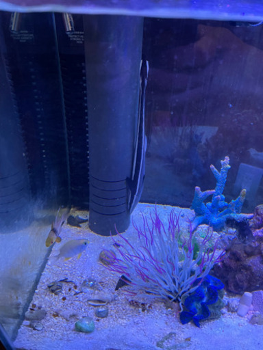 コバンザメ　海水魚