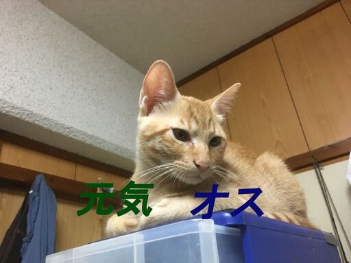 里親募集 オス 生後半年 茶トラ 公園で出産した親猫と一緒に保護した４匹の子猫の内の１匹です Mouminpapa 経塚の猫の里親募集 ジモティー