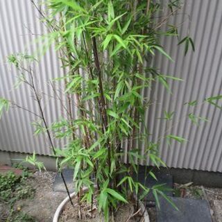 中古黒竹が無料 格安で買える ジモティー