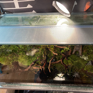 カエル・イモリ・メダカ飼育にオススメ！！コケリウム・テラリウム完成品