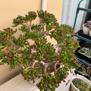 【多肉植物】ゴーラム 宇宙の木 10年物 送料別♪ 多肉植物】ゴーラム 宇宙の木 10年物 送料別♪