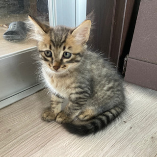 沖縄県の老犬 里親募集 ジモティー