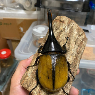 【売り切れ】希少　ヘラクレス・エクアトリアヌス