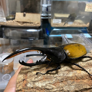 【売り切れ】希少　ヘラクレス・エクアトリアヌス