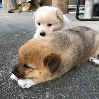 【ありがとうございました！】子犬７匹の里親さん募集します✩︎