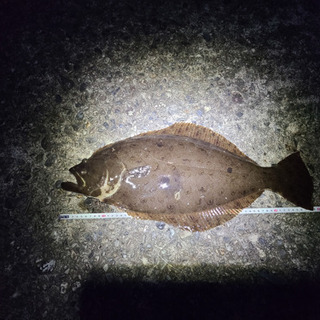 ゆるーく釣り友募集。