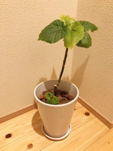 観葉植物　フィカス・ウンベラータ　53cm　6号陶器の鉢と受け皿付き