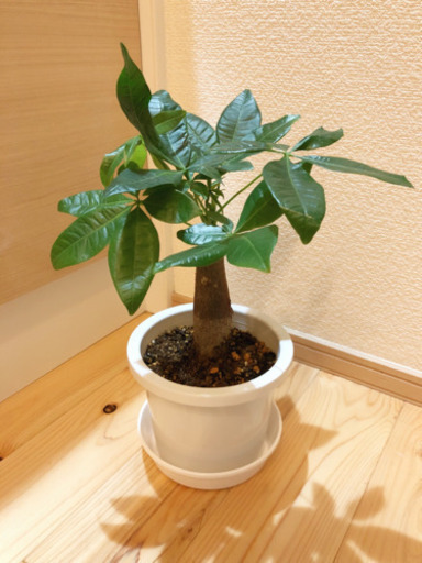 観葉植物　大きくなったパキラ④　35cm　5号鉢と受け皿付き