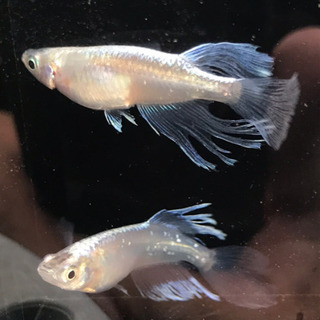 栃木県の中古稚魚が無料 格安で買える ジモティー 栃木県の中古稚魚が無料 格安で買える ジモティー