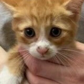 広島県 福山市の子猫の里親募集 無料であげます 譲ります ジモティー