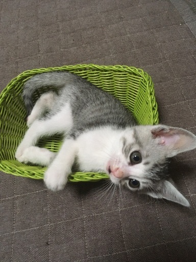 5月11日生まれの可愛い5匹兄妹 Misia 東戸塚の猫の里親募集 ジモティー