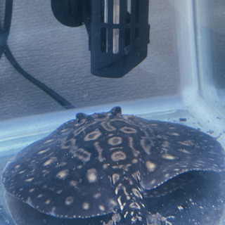 大特価！！淡水エイ（約15センチ）