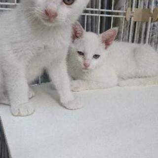 かわいい白猫の子猫２匹です  (新しい画像あり)